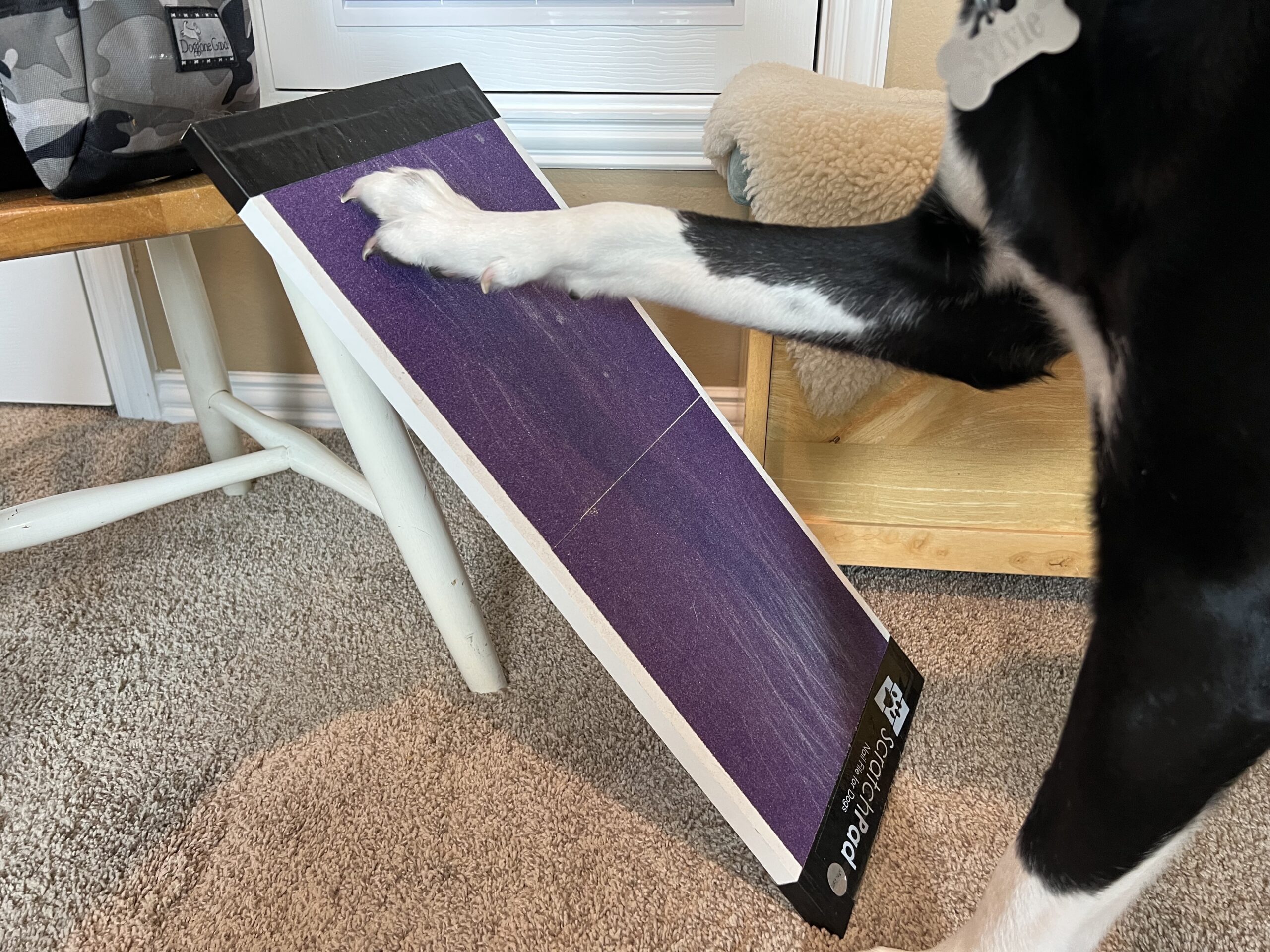 How to Teach Your Dog to Use a Scratch Board